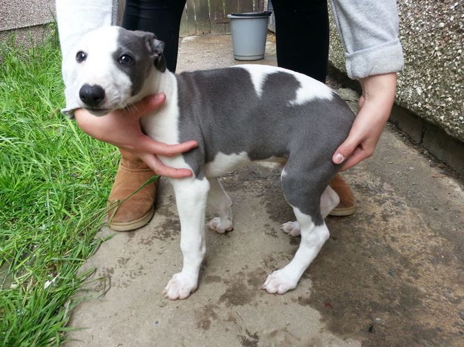 惠比特犬