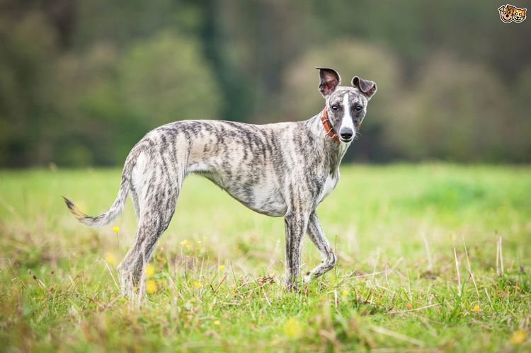 惠比特犬