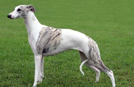 惠比特犬