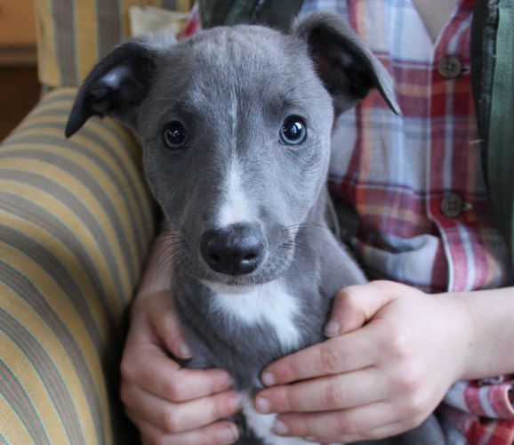 惠比特犬