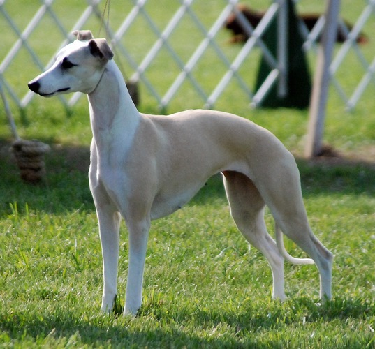 惠比特犬