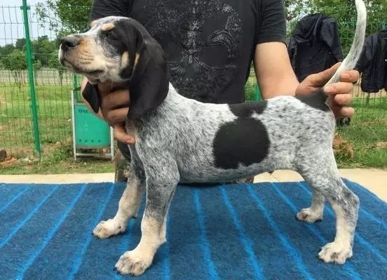 黑褐猎浣熊犬