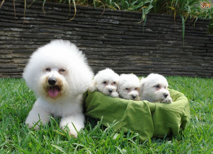 卷毛比雄犬