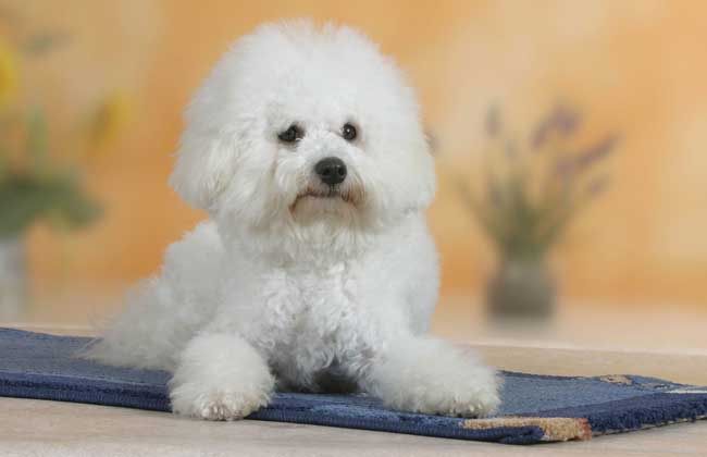 卷毛比雄犬