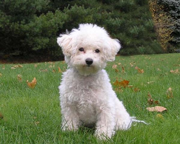卷毛比雄犬