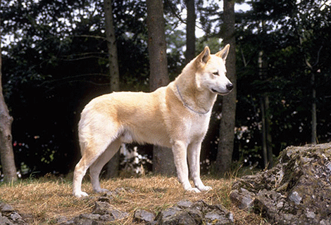 迦南犬