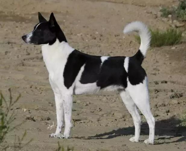 迦南犬
