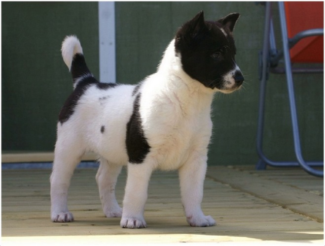 迦南犬