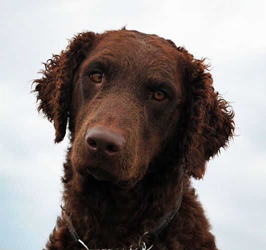 卷毛寻回犬