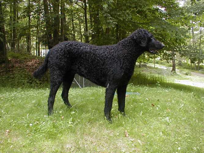 卷毛寻回犬