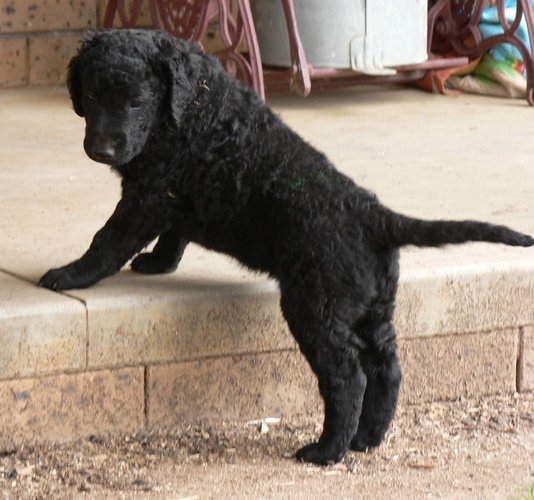 卷毛寻回犬