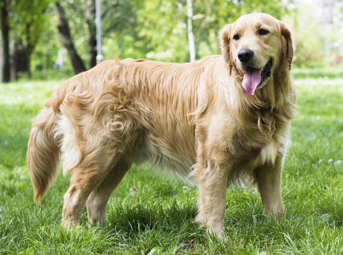 金毛寻回犬