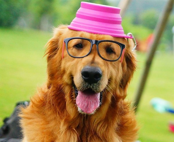 金毛寻回犬