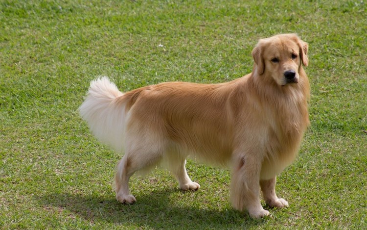金毛寻回犬