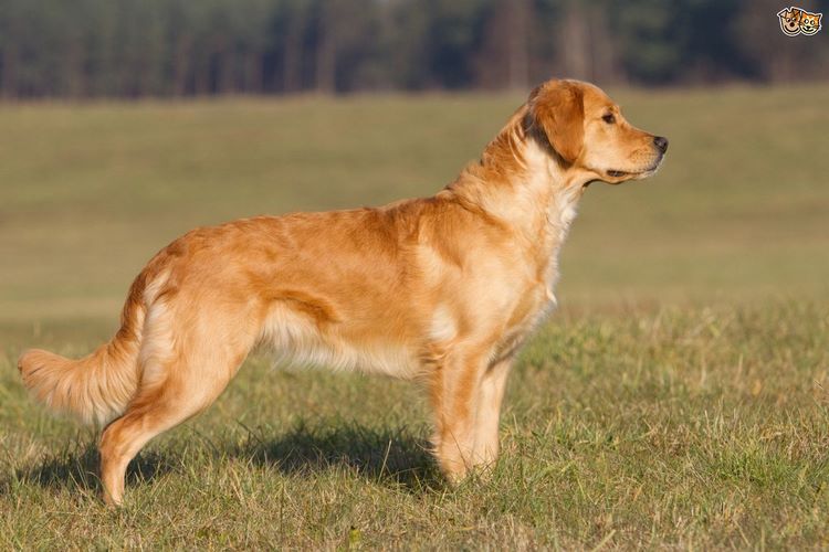 金毛寻回犬
