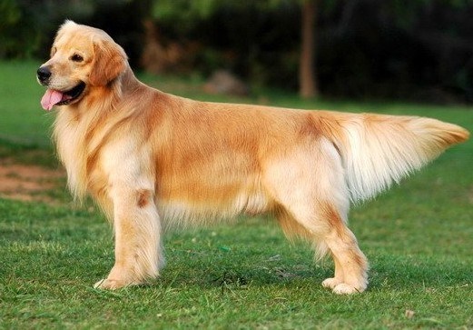 金毛寻回犬