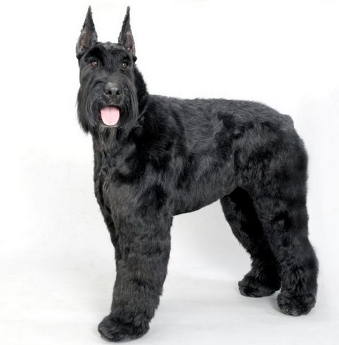 巨型雪纳瑞犬
