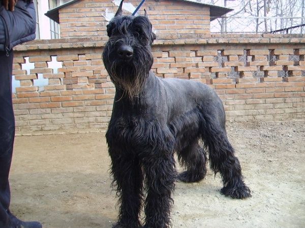 巨型雪纳瑞犬