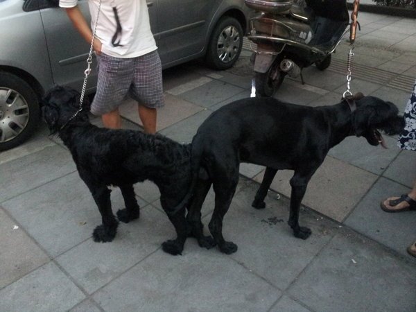 巨型雪纳瑞犬