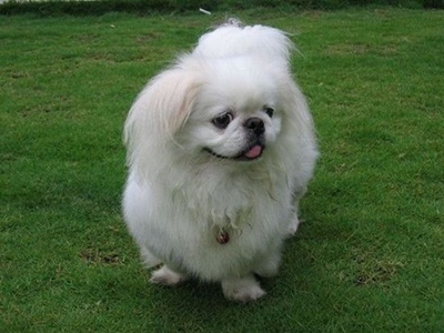 京巴犬