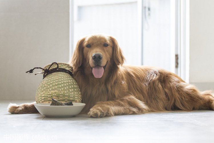 金毛犬
