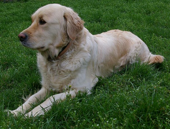 金毛犬