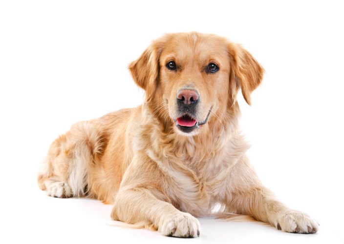 金毛犬