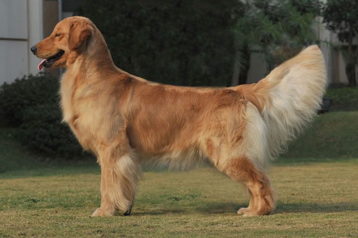 金毛犬