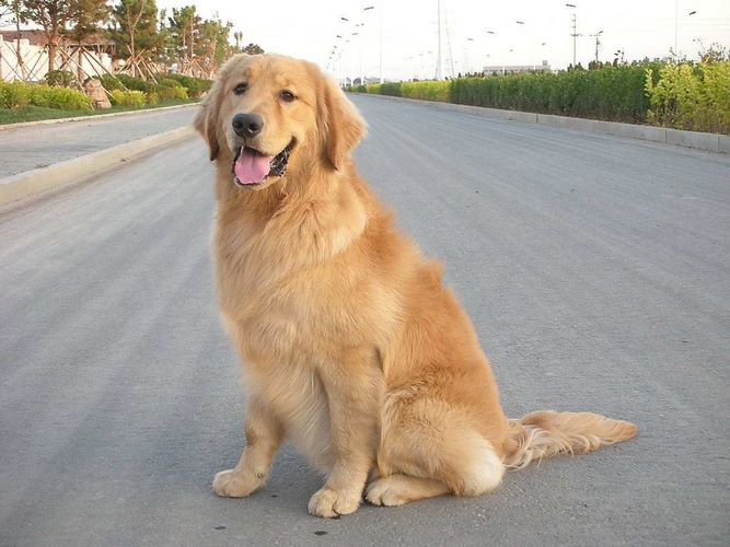 金毛犬