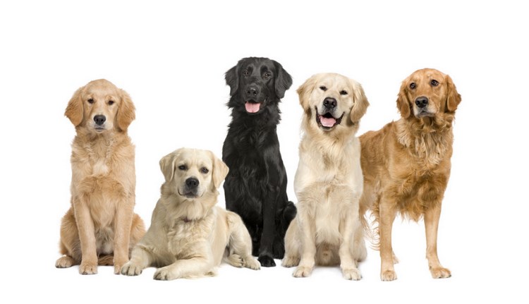 金毛犬
