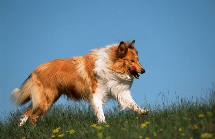 柯利犬