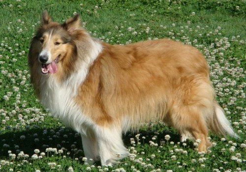 柯利犬