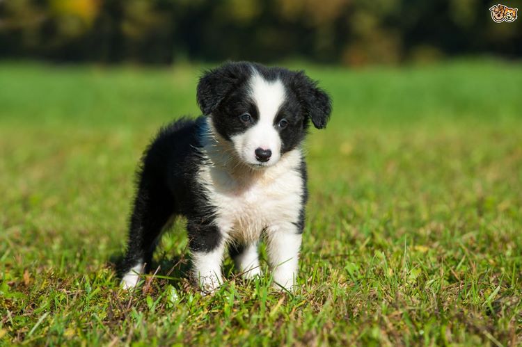 柯利犬