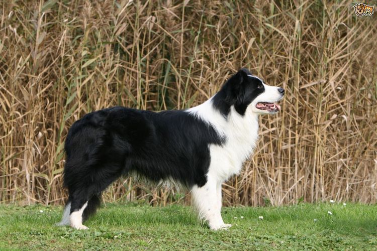 柯利犬