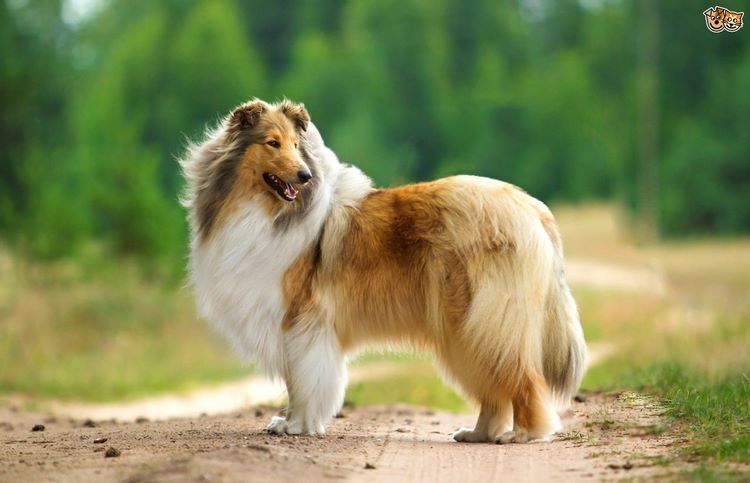 柯利犬