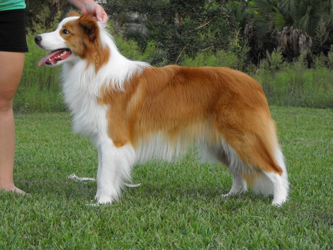 柯利犬
