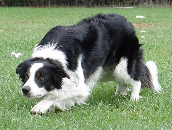 柯利犬