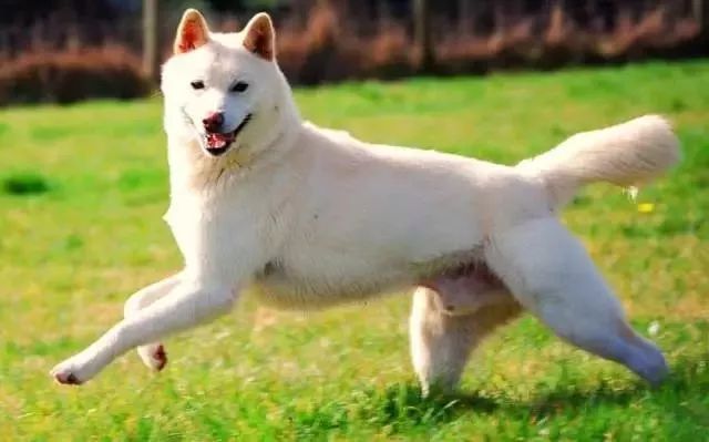 卡南犬