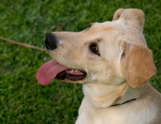 卡南犬