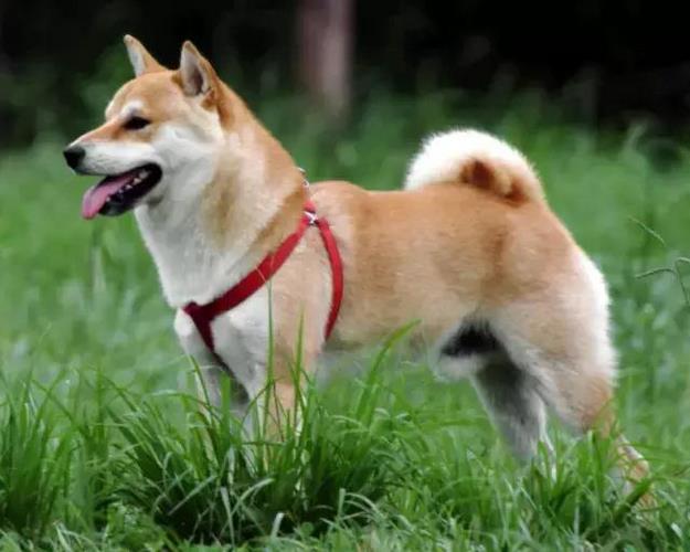 卡南犬