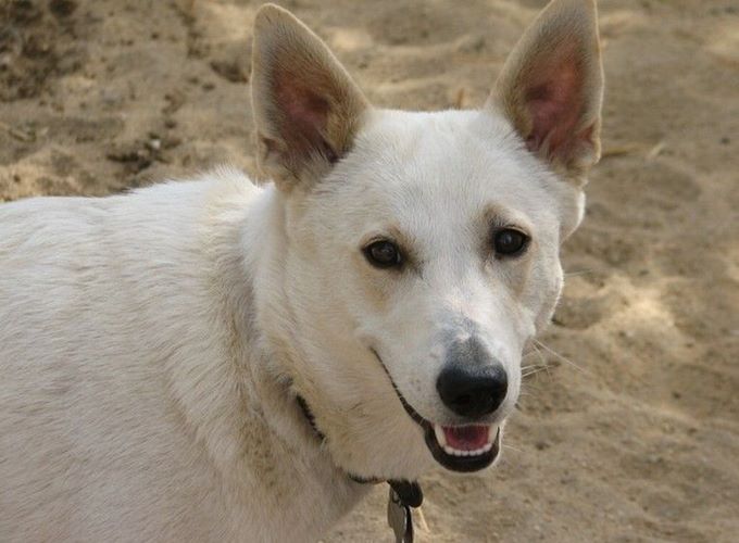 卡南犬