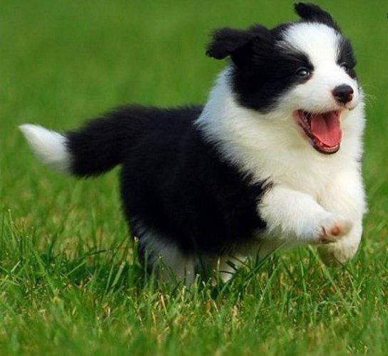 卡南犬