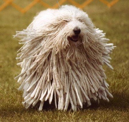 可蒙犬