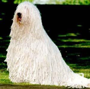 可蒙犬