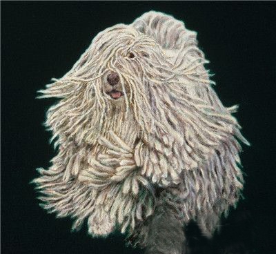 可蒙犬