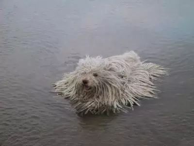 可蒙犬