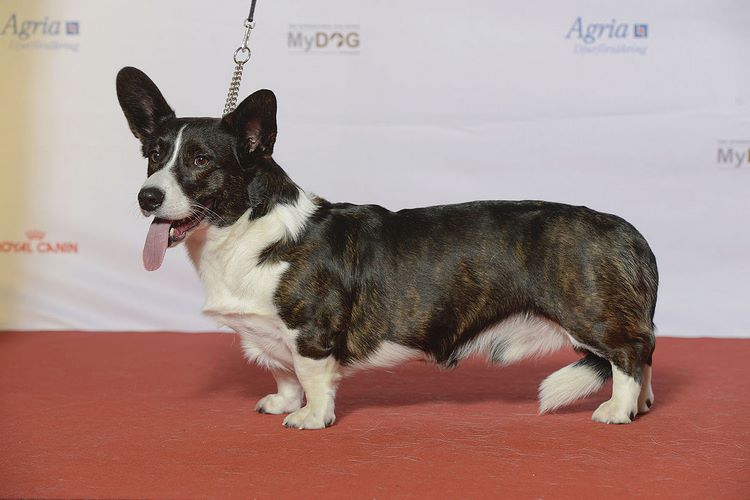 柯基犬