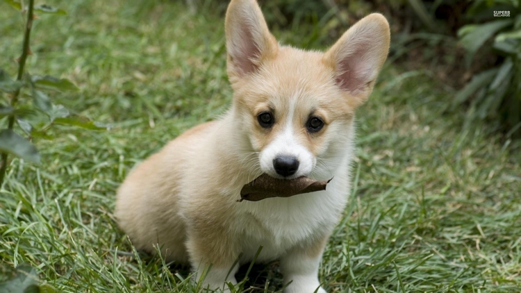 柯基犬