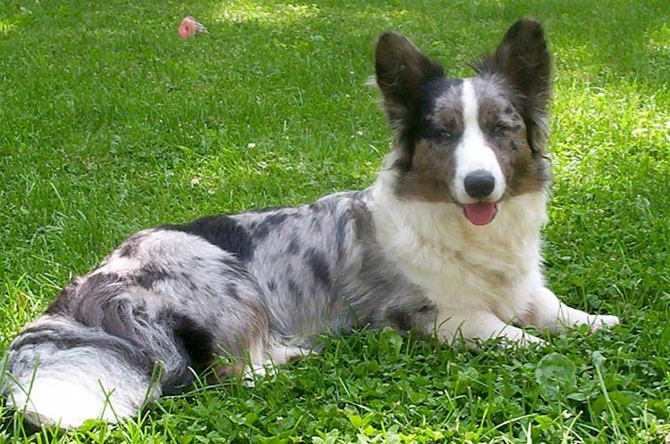 柯基犬