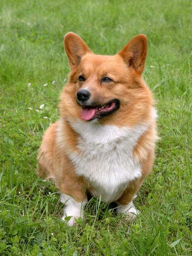 柯基犬